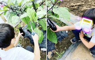 杉浦太陽　息子らと夏野菜を収穫