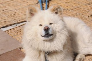 【訃報】秋田犬「わさお」死去　青森・鰺ケ沢