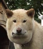 マムシにかまれた犬が衝撃の変貌！　“四角”くなったお顔がすごいと話題に