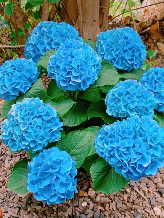 &#x{11:F9E6};&#x{11:F9E6};ガーデニング好きな方【情報交換】&#x{11:F9E6};&#x{11:F9E6};