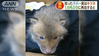 拾った子犬 実はキツネだった！