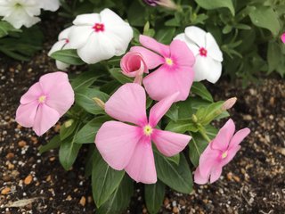 &#x{11:F9E6};&#x{11:F9E6};ガーデニング好きな方【情報交換】&#x{11:F9E6};&#x{11:F9E6};