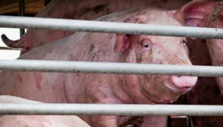  中国でインフルエンザの新型を発見 パンデミック引き起こす恐れ