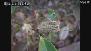 毒持つ毛虫 大量発生