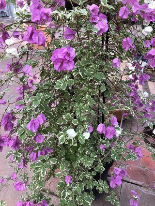 &#x{11:F9E6};&#x{11:F9E6};ガーデニング好きな方【情報交換】&#x{11:F9E6};&#x{11:F9E6};