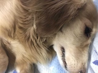 昼寝して起きたら、おじいさんが横に寝ててビックリ