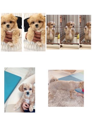 辻ちゃん家の犬って元々可愛かったんだね