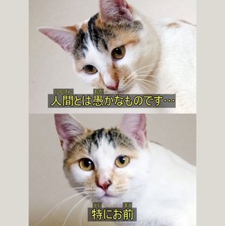 猫ってどこへでもうんちするし吐くし無理気持ち悪い