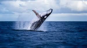 【捕鯨】日本がIWC脱退・商業捕鯨再開して1年　日本への国際理解浸透か