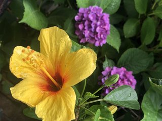 &#x{11:F9E6};&#x{11:F9E6};ガーデニング好きな方【情報交換】&#x{11:F9E6};&#x{11:F9E6};