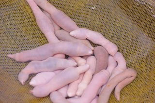 ｛閲覧注意｝　　韓国でユムシ　　珍味