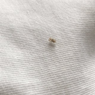 この虫わかりますか？ダニ？