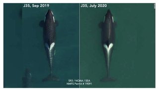 死んだ子どもに２週間寄り添い続けた母シャチ、再び妊娠