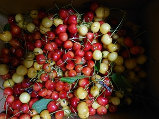 さくらんぼ食べ過ぎてお腹痛い