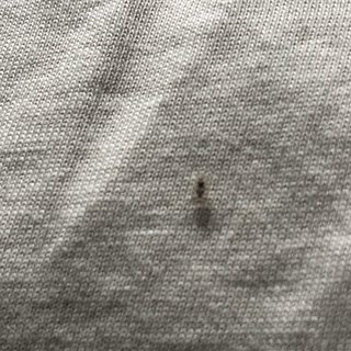 この虫わかりますか？ダニ？