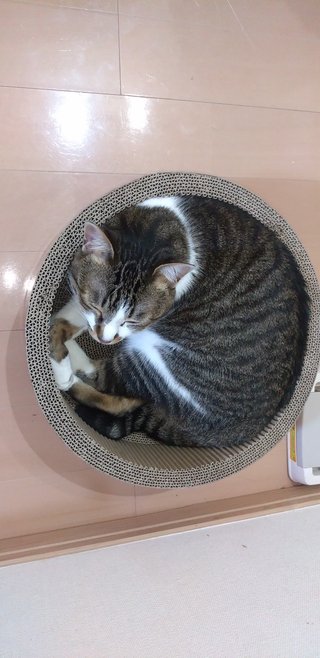 猫がみたい