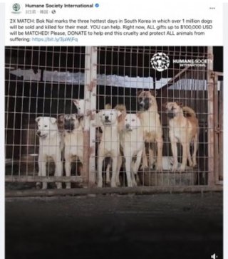 韓国の食用犬農場から100頭以上を救出「犬肉スープ祭」前に