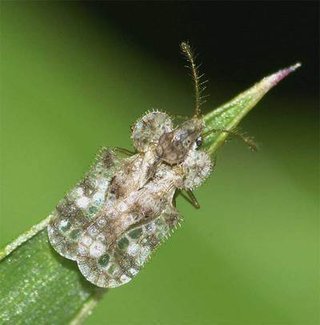 この虫わかりますか？ダニ？