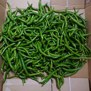 家庭菜園ほんと作り過ぎた…