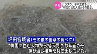 ニホンウナギの稚魚持ち出し逮捕「韓国から指示｣「数年前から繰り返し持ち出していた」