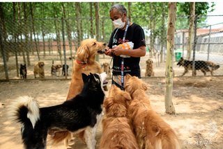 韓国の食用犬農場から100頭以上を救出「犬肉スープ祭」前に