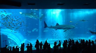 【総合】沖縄【作ったさ～】