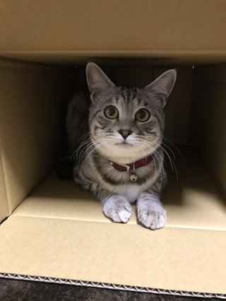 猫について何でもどうぞ【ねこ総合】