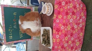 【総合】沖縄【作ったさ～】