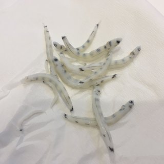 閲覧注意！目がたくさんあるシラスが