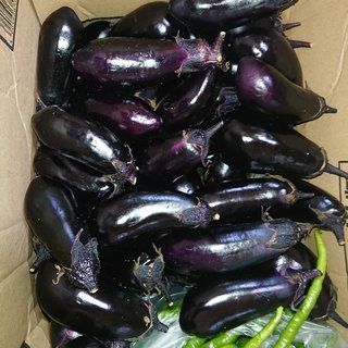 家庭菜園ほんと作り過ぎた…