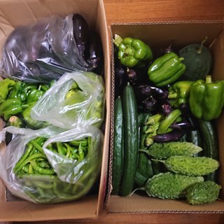 家庭菜園ほんと作り過ぎた…