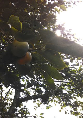 卍◇卍「白蛇城」卍◇卍