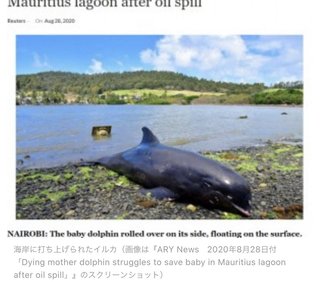 油まみれの子イルカを必死に助けようとする母イルカ　モーリシャス島で捉えた悲しい映像