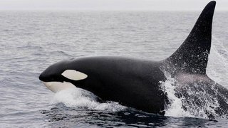 シャチが船を攻撃する事例が急増、専門家も「このような攻撃は見聞きしたことがない」と困惑