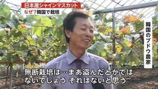 【韓国】シャインマスカットも韓流 中国産より高品質､日本産より低価格