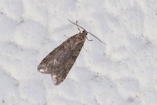 【画像有り】メイガという小さい蛾の虫知ってますか？？誰かーーー