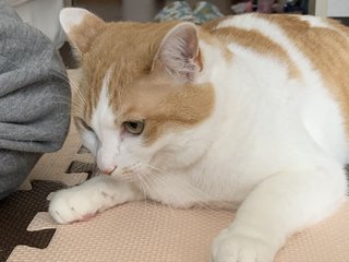 猫がみたい