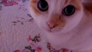 猫について何でもどうぞ【ねこ総合】
