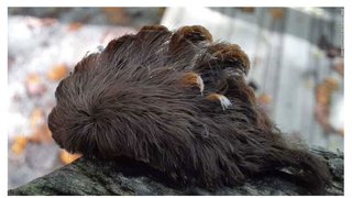 目撃相次ぐふさふさの毛虫、強い毒に警戒呼びかけ　米バージニア州