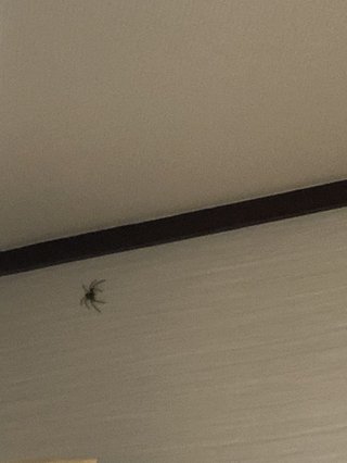 めちゃくちゃでかい蜘蛛が出た泣　どうしたら良い助けてー！