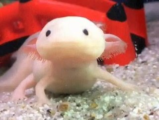 ウーパールーパーってどうしてあんな可愛い顔してるの？