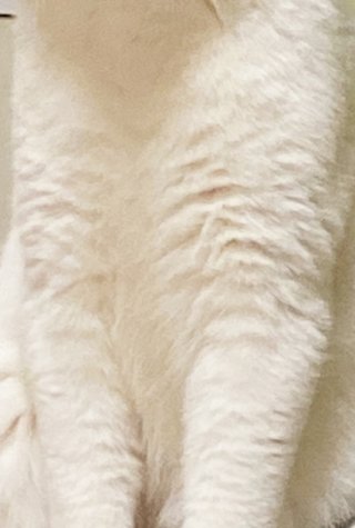 猫について何でもどうぞ【ねこ総合】