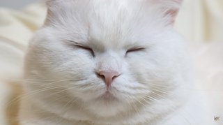 人をダメにするソファを猫が使うと……？　野生を忘れてとろける姿がニヤけるほどかわいい