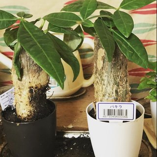 ワナビ 泰葉の反省だ！