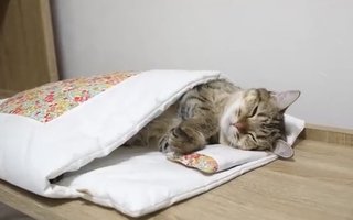 人をダメにするソファを猫が使うと……？　野生を忘れてとろける姿がニヤけるほどかわいい