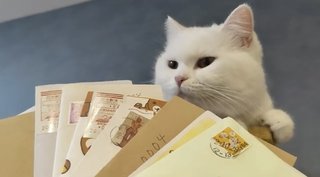 人をダメにするソファを猫が使うと……？　野生を忘れてとろける姿がニヤけるほどかわいい
