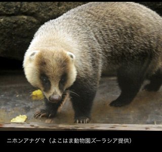 絶滅したはずの九州のクマ騒動、クマじゃなかったけどキモイ。