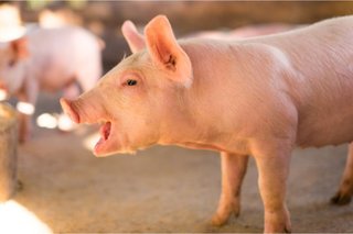 「豚違法解体」ベトナム人ら不起訴に【群馬県】