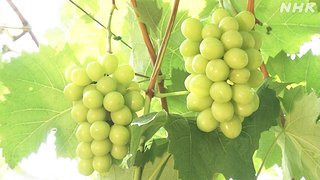 改正種苗法が成立　新品種の海外無断持ち出し規制へ【農産業】