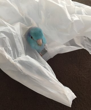 鳥好きさん、いませんか？